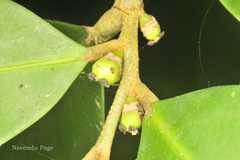 Drypetes leiocarpa